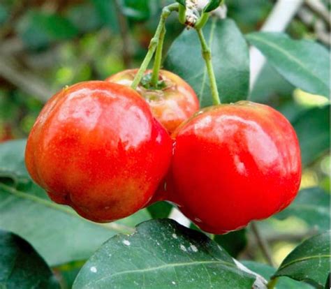 Acerola Cherry Live Plant Cuttings Also Called Barbados Etsy