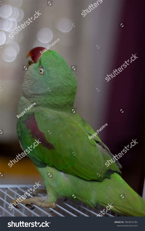 Indian Ringneck Parrot Talking Playing House Stock Photo