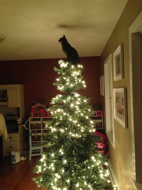 Cat Sitting On Top Of A Christmas Tree With Lights Cat Christmas Tree