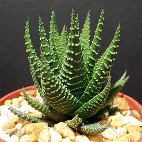 Haworthia Fasciata Cuidados y Reproducción Th Suculentas