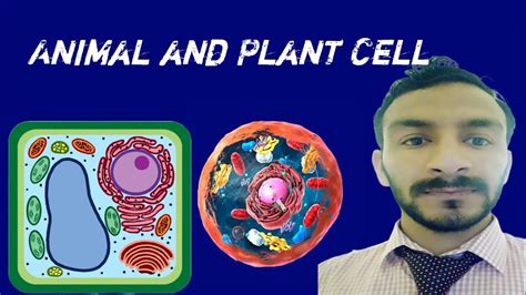 Comparison Of Animal And Plant Cell Animal Cell Plant Cell