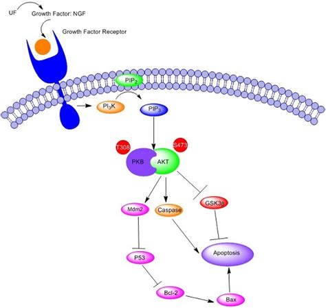 Sulfated Hetero Polysaccharides Protect Sh Sy5y Cells From H2o2 Induced