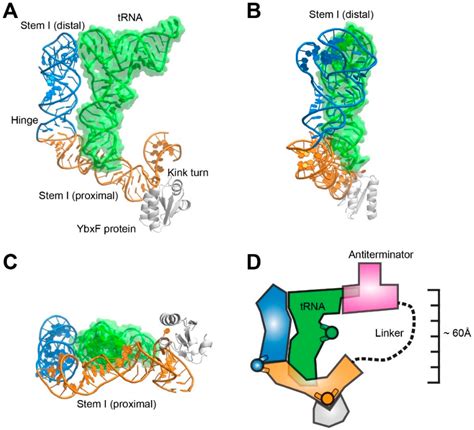 Biomolecules | Special Issue : Function and Structure of RNase P in Fungi, Bacteria and Human Cells