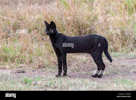 Black Serval Cats