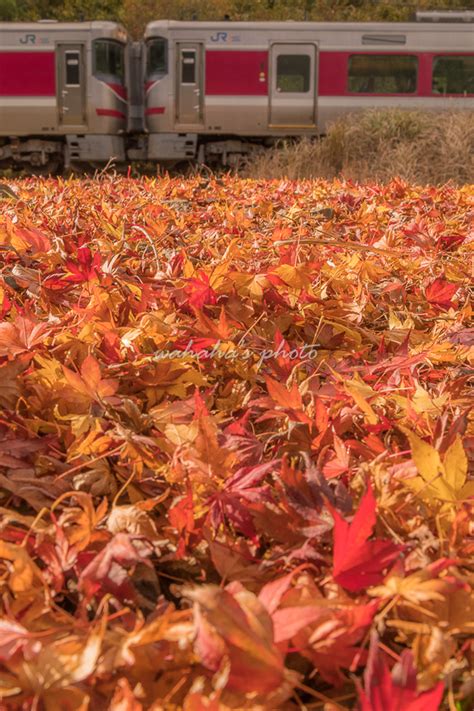 鉄道風景写真が撮りたーいっ！ 久しぶりの播但線