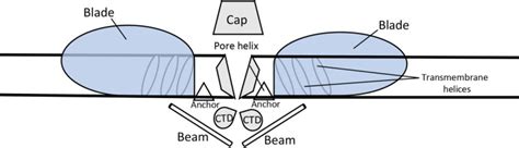 emerging role  piezo channels  skeletal muscle physiology pmc