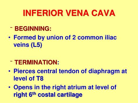 PPT - ABDOMINAL AORTA & INFERIOR VENA CAVA PowerPoint Presentation - ID