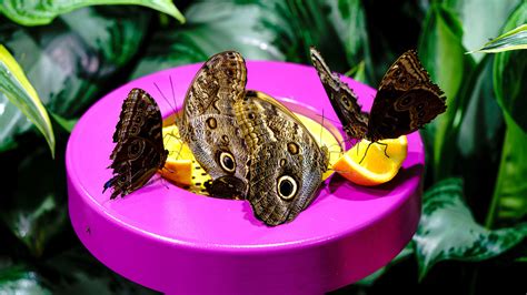 Butterfly Behavior American Museum Of Natural History