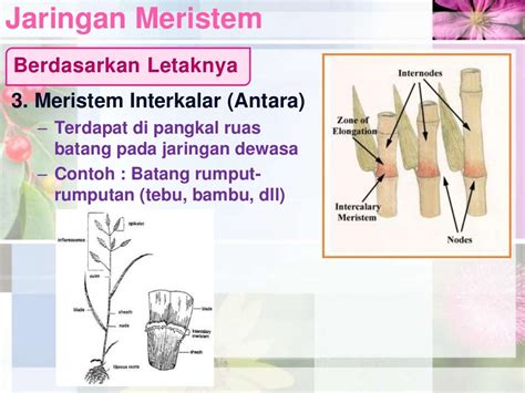 Struktur & Jaringan Pada Tumbuhan (Jaringan Meristem)