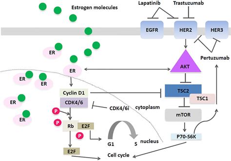 The Emerging Role Of Cdk46i In Her2 Positive Breast Cancer Ciara C