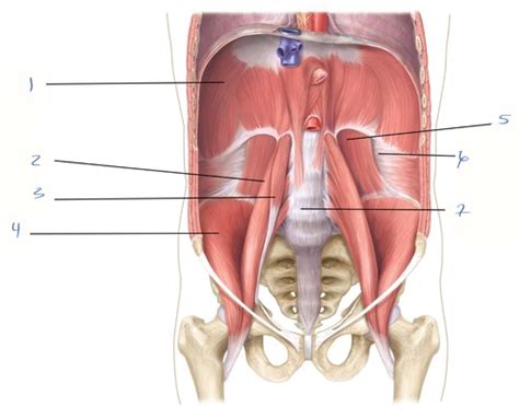 Week Lecture Posterior Abdominal Wall Flashcards Quizlet