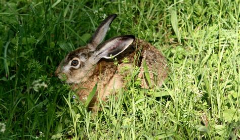 Feldhase Im Gras Der War Fast Schon Zutraulich