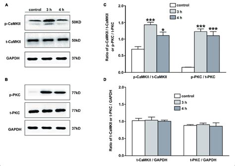 The Expression Of Pkc And Camkii In Nac Of Inflammatory Pain Rats