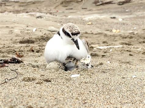 Help Protect The Western Snowy Plover At Doran Regional Park