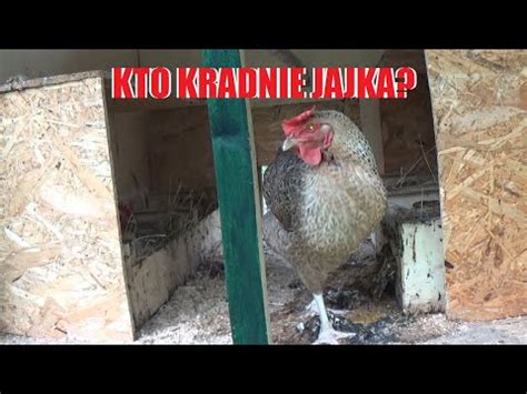 KTO KRADNIE JAJKA Z KURNIKA YouTube