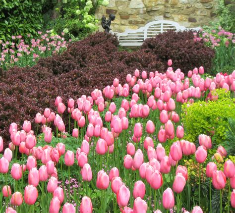 Tulip Festival - Pashley Manor Gardens