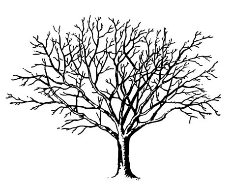 Tree Outline Clip Art - ClipArt Best