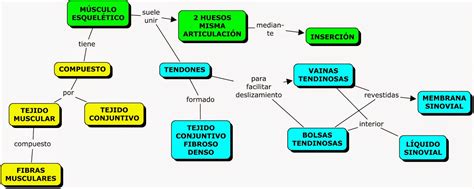 Mapa Conceptual Del Sistema Muscular