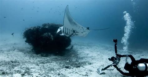 Manta Ray Behavior - AnimalBehaviorCorner