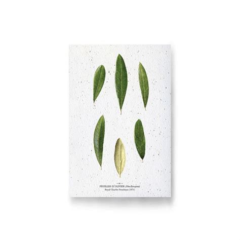 Carte Planter Feuilles D Olivier Nature D Couvertes