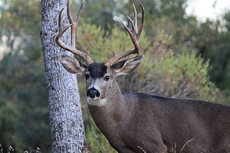 4 Point buck, Northern California | Lake oroville, Oroville, Lake almanor