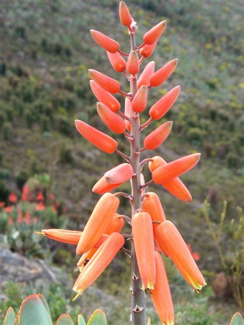 Kumara Plicatilis Fan Aloe Kumara Succulentopedia Succulents