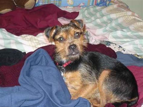 Yorkie Russell Yorkie Russells Yorkshire Terrier X Jack Russell Terrier