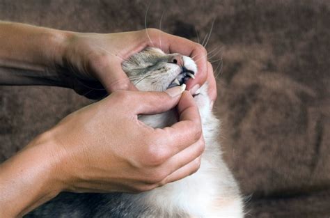 «Дротаверин» для кошек: инструкция по применению, дозировка в таблетках ...