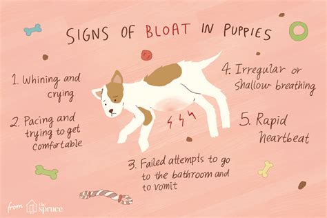 Treating Bloat In Puppies