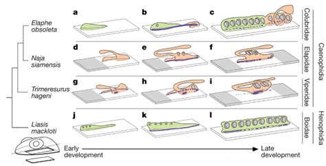 Schematic Three Dimensional Reconstructions Showing The Similarity In Download Scientific