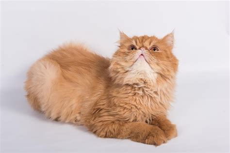 Premium Photo Persian Exotic Longhair Cat Is On White Background