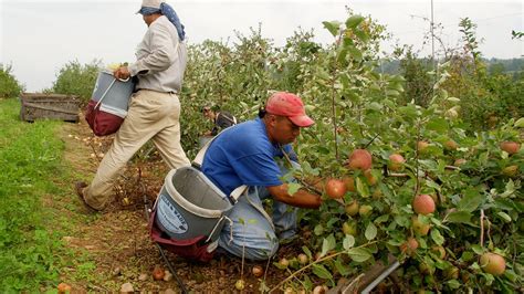 Fruit Farming