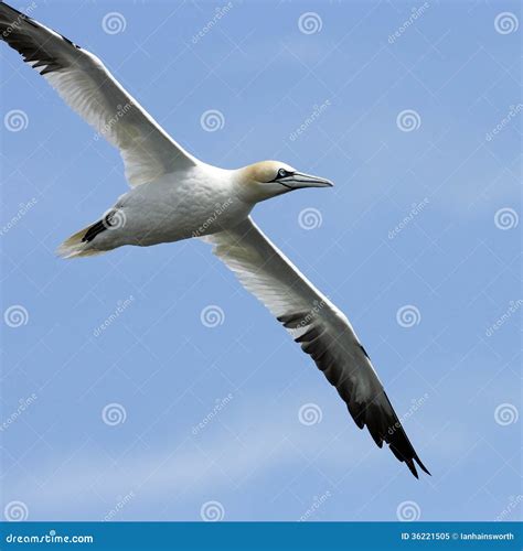 An Adult Northern Gannet Morus Bassanus In Flight Stock Image