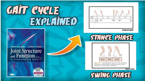 Gait Cycle Explained Phases In Gait Cycle Youtube