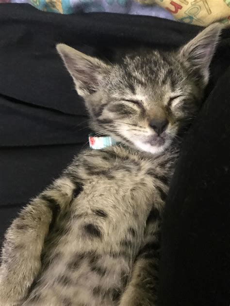 Rescue Kitten Ira. 4 Weeks Old | CuteCatsHQ | Kitten rescue, Cute cats