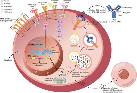 Targeting HER2 alterations in non-small cell lung cancer: Therapeutic ...