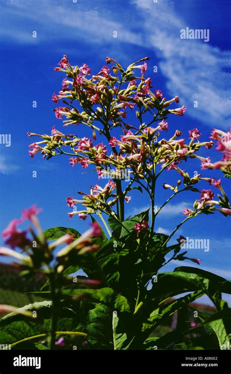 Blossoms Of Tobacco Nicotiana Tabacum Tabak Stock Photo Alamy