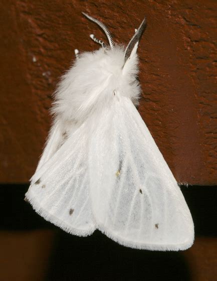 Virginian Tiger Moth Spilosoma Virginica BugGuide Net