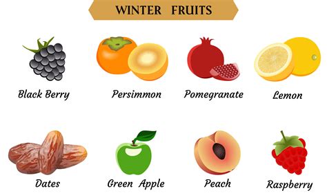 Winter Fruits Vector Illustration, Simple Fruits vector illustration ...