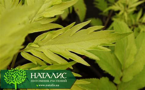 Бузина красная ‘Plumosa Aurea' - купить в питомнике растений НАТАЛИС