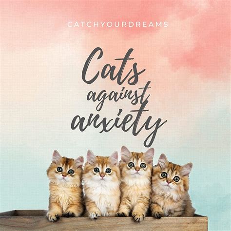 anxiety meds for cats 8