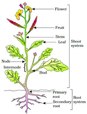 Morphology Of Flowering Plants Revision Notes