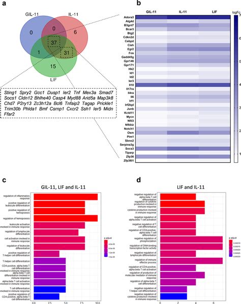 Transcriptome Profiling Of Ba F3 Gp130 IL 11R LIFR Cells Demonstrate