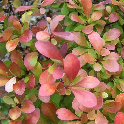 Barberry Crimson Pygmy Shrubs French Country Landscaping Small Shrubs