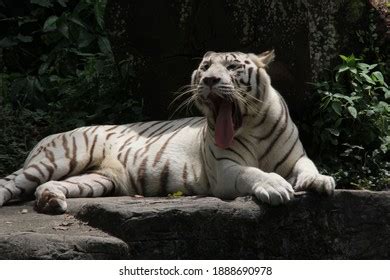 Closeup Rare White Tiger Yawning Stock Photo Shutterstock