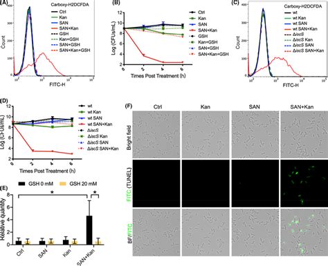 The Combination Of Sanguinarine And Aminoglycoside Boosts Ros