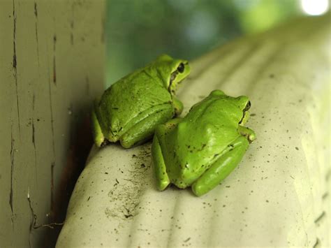 Two Frogs Free Photo Download Freeimages