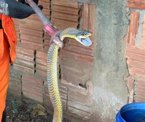 Sucuri Gigante Flagrada Por Turistas Em Rio Estado De Minas