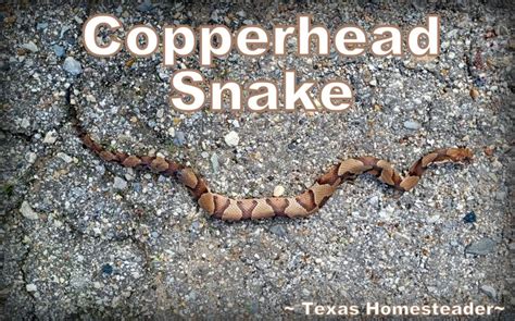 How To Easily Catch & Relocate A Snake | ~Texas Homesteader~