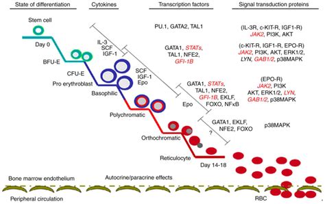 Pi K Akt Signaling Transduction Pathway Erythropoiesis And Glycolysis